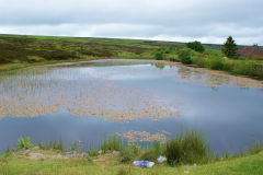 
Balls Pond, Pen-fford-goch, June 2009